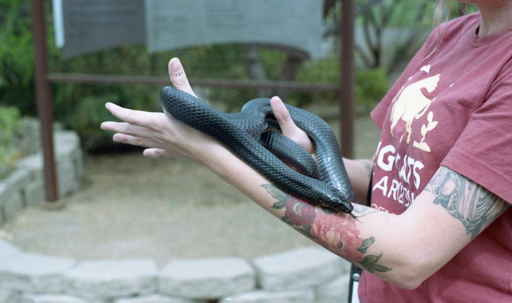 Photo of a black snake being held by a zookeeper. The snake is being held by bother her arms, and she has a forearm tattoo with flowers and another tattoo peaking out of her shirt sleeve. Her shirt is red and snippets of text can be seen about “the big cats of Arizona.” The snake is laying down across her forearm and its tongue is out. It’s body is a shiny black with slight pearlescence on the underside