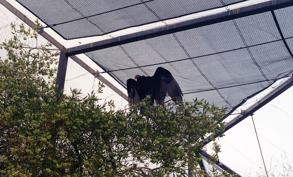 A photo of a vulture in his enclosure at the zoo. The photo angles up and captures the tree that the vulture is on, green with small but abundant leaves from the left of the photo sloping down and to the right, ending 3/4 of the way through the photo. The fencing and netting of the zoo can be seen in the background. The vultures head is red and it’s body black, with its wings partially extended into the air
