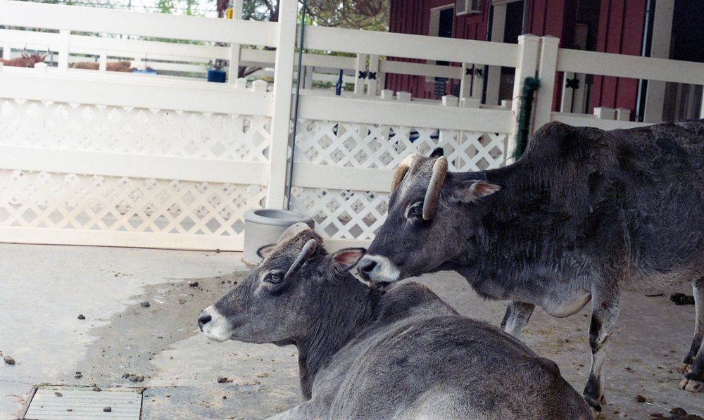 Photo of the petting zoo enclosure, focusing on two cows. Both are gray with horns that curl down and forward. The one in the center of the frame is laying down and staring to the left, while the one to the right of the photo is standing over the first and arching it’s neck toward them. Both face the left. The background is white fencing and a red barn wall can be seen in the back right. 