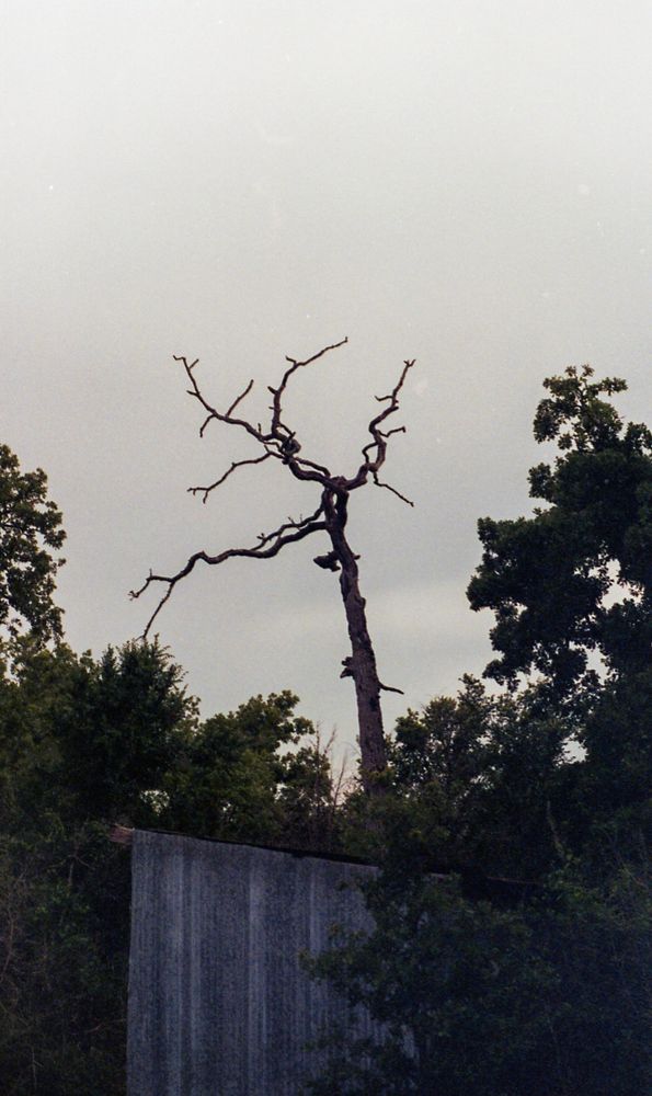 The silhouette of a dead tree stands in the middle of frame, coming out from behind a wooden shed in the foreground. The branches are twisted and arc in multiple directions. The silhouette is in front of a medium grey sky filled with clouds and darker green trees frame the left and right sides of the shot. There is a green bush partially obscuring the shed in the bottom right. 