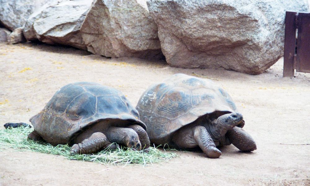 Two large tortoises are in the foreground, with the one on the left laying in a patch of grass/feed. They are on sand/dirt and there are large rocks from their enclosure in the background. There is part of a low brown fence in the back right corner. The tortoises are mostly brown with bits of dark green/blue coloring on their shells. The tortoise on the left is eating the grass he’s laying on and the one on the right has his head up and looking to the right. 
