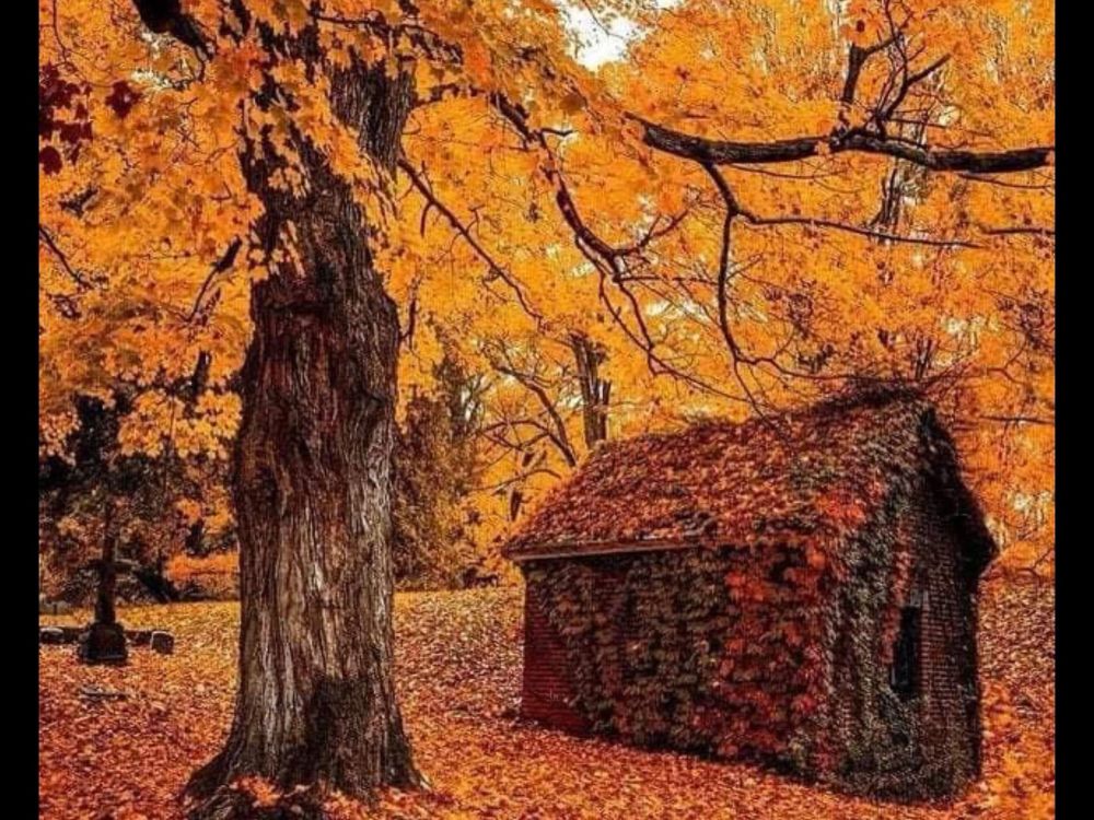 A fall scene with a little building covered in vines turned red. 