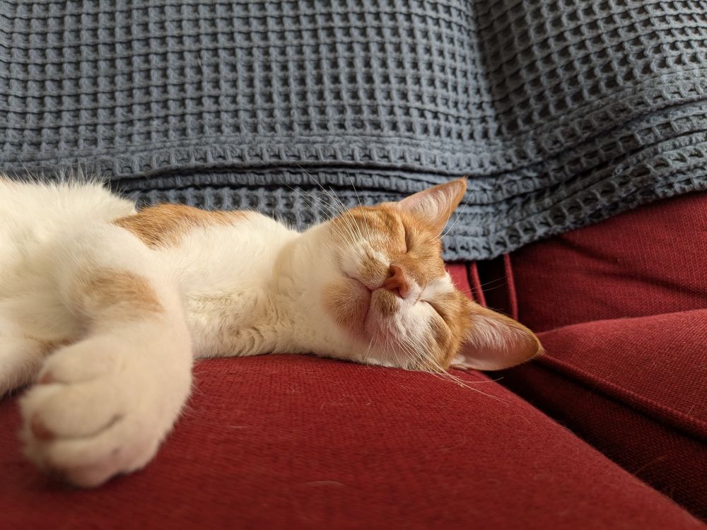 Orange and white cat laying in bed side and smiling with her cheek smushed against a red couch. 