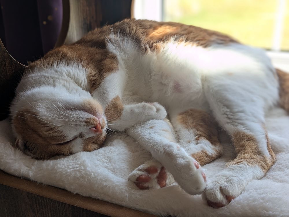 An orange and white cat sleeping on a white cushion, curled on her side with her legs sticking out and her head twisted upside down. 
