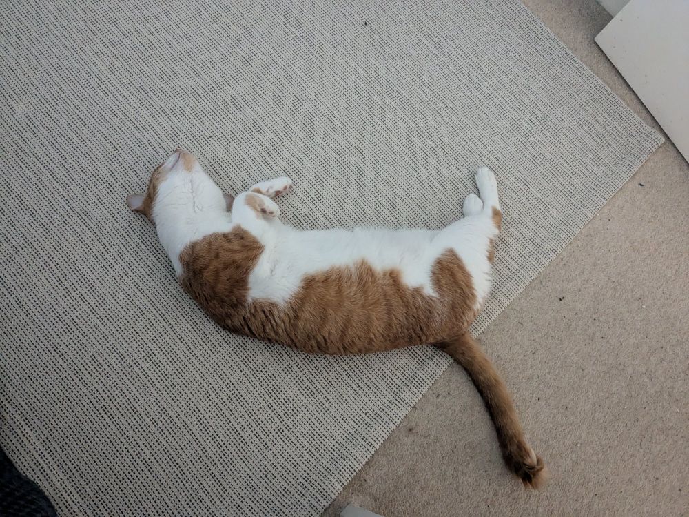 Top down photo of an orange and white cat laying on her side on the floor. She front paws are curled up and her head is upside down, showing her chin.