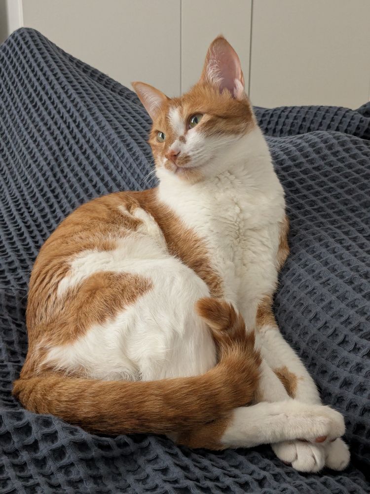 Orange and white cat half laying, half sitting on a heat blanket and looking to the left.