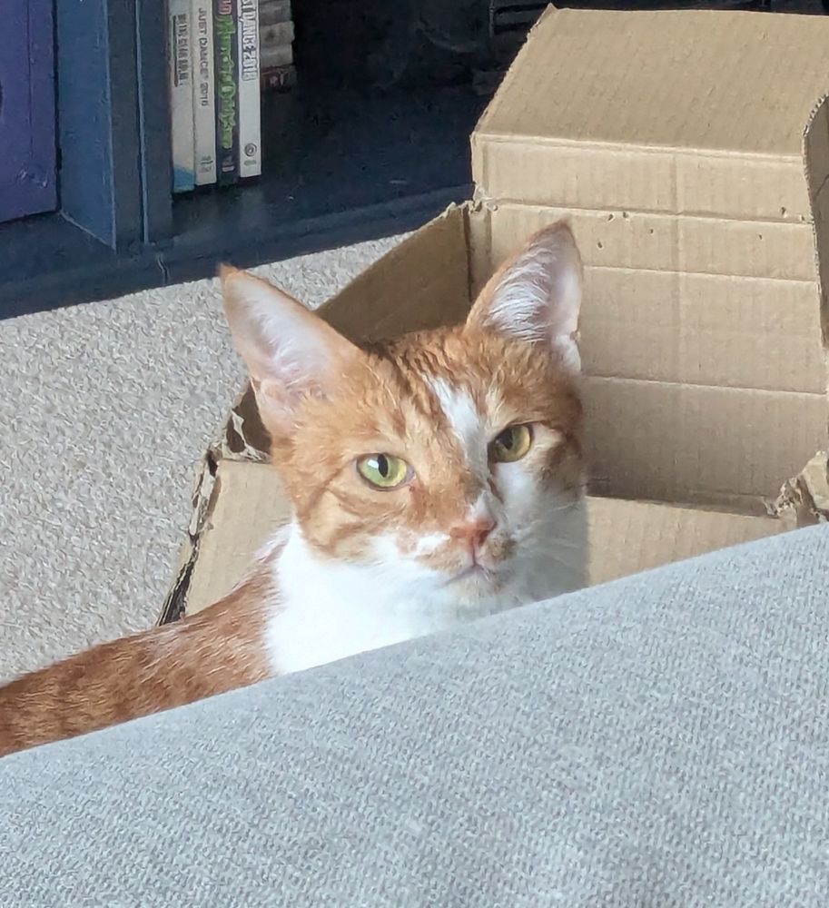 Orange and white cat looking at the camera with a scowl.
