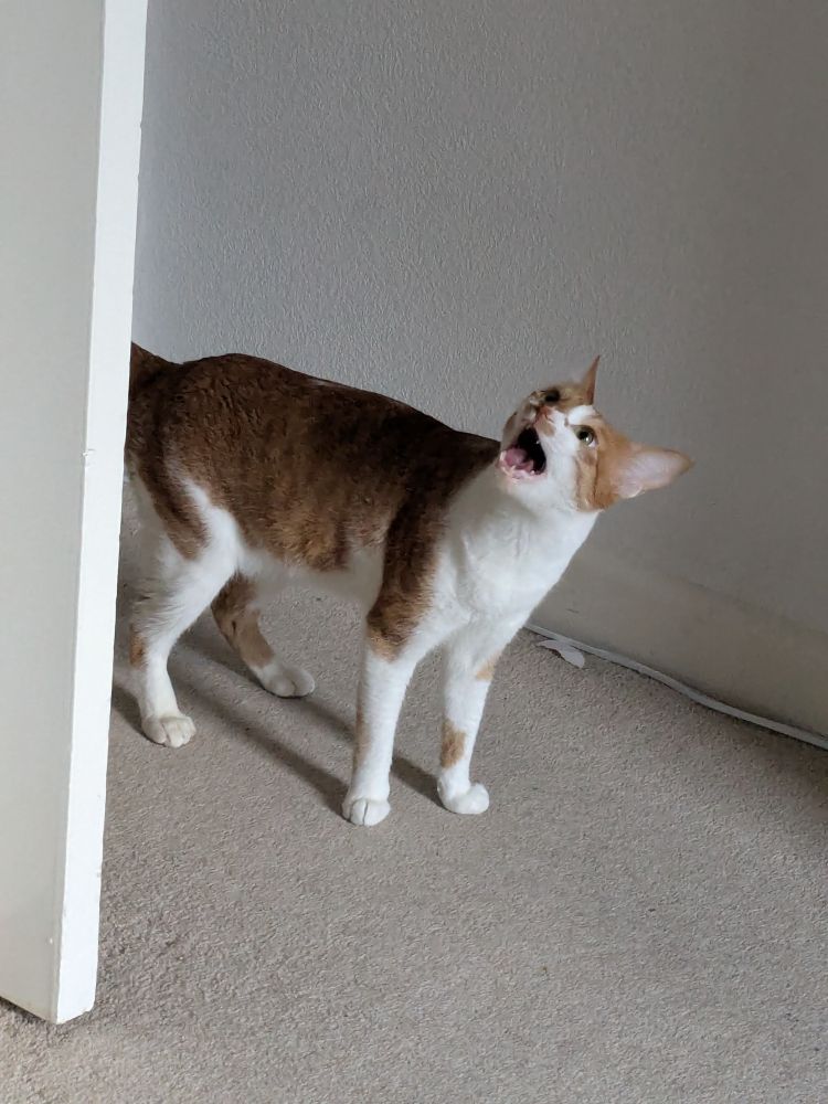 An orange and white cat standing and screaming.
