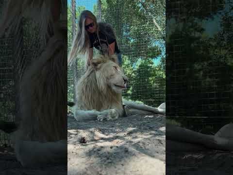 Big Lion