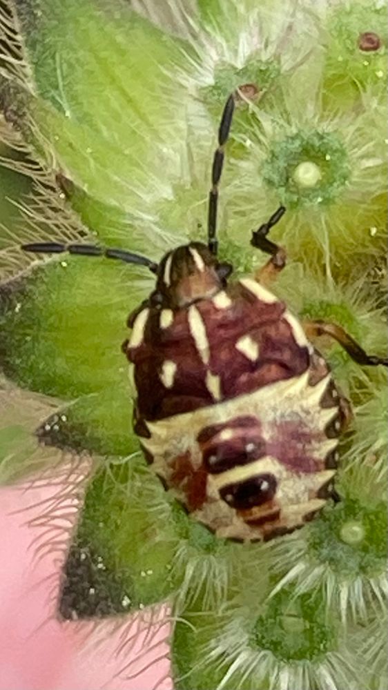 Nimfen knoopkruidschildwants