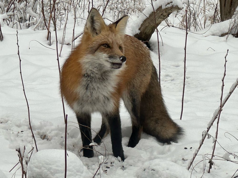 Red fox in snow