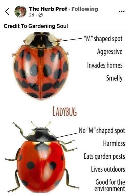 <
The Herb Prof • Following 2d • ©
Credit To Gardening Soul
"M" shaped spot
Aggressive
Invades homes
Smelly
LADYBUG
No "M" shaped spot
Harmless
Eats garden pests
Lives outdoors
Good for the environment