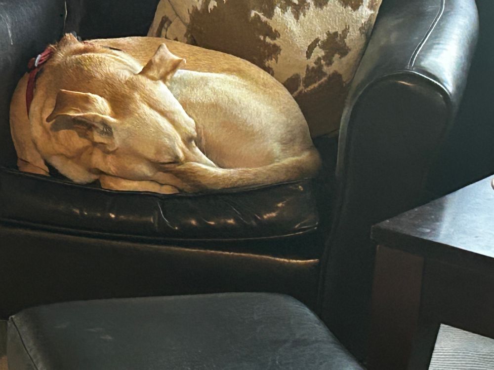 Dexter the dog curled up and sleeping on the chair for his afternoon nap 