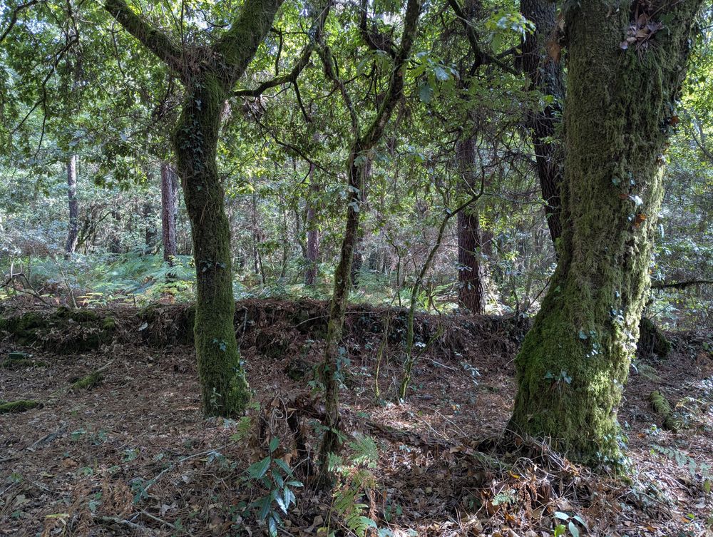 Monte. Dous troncos de árbore no primeiro plano, detrás un muro baixo e recuberto de carriza e verde, máis atrás máis árbores e fentos.
