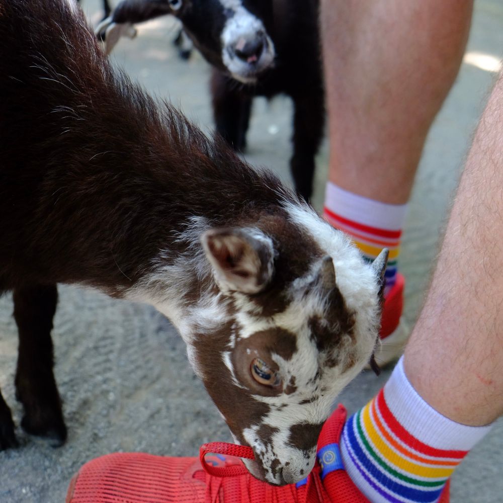 A pygmy goat with a white and brown speckled face has its mouth around the shoelace on my red sneakers. Mike’s sexy white calves flow into white socks with rainbow stripes. In the background another pygmy goat with brown fur and a white muzzle looks on quizzically.