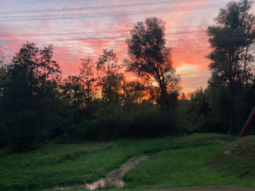 Abendrot im Hintergrund hinter Bäumen. 