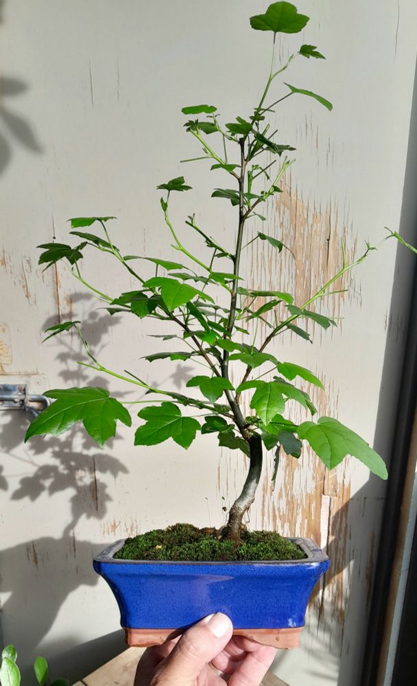 Liquidamber bonsai in a blue rectangular bonsai pot with moss covered soil surface held in my left hand.