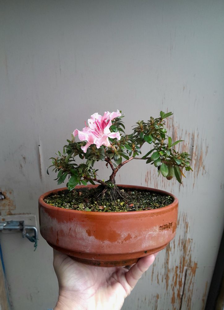 Azalea bonsai in training planted in a terracotta round pot held in my left hand. A light pink flower with darker pink center is on the top left.