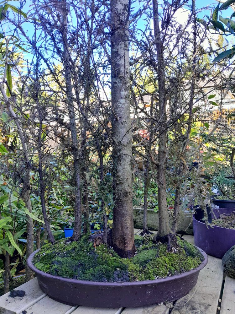 Kahikatea bonsai forest in a dark earth coloured oval pot with moss covered soil surface. More top down view of moss covered soil surface.