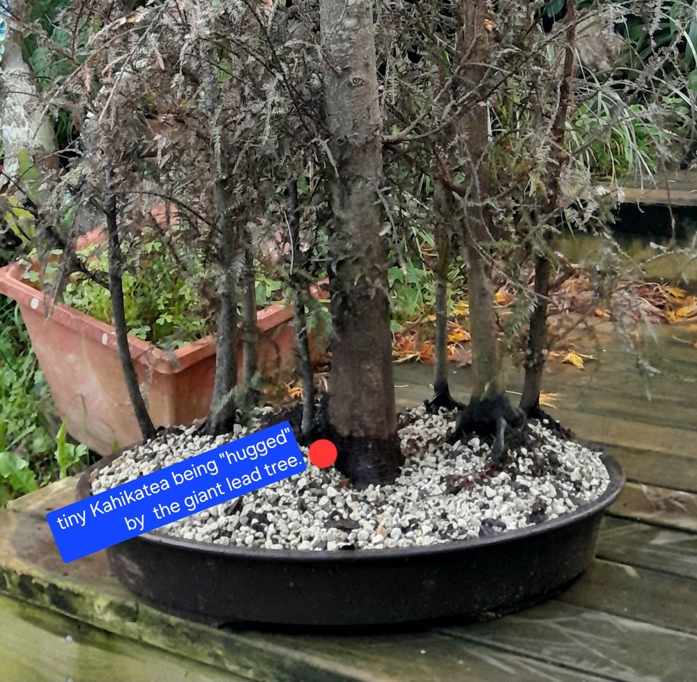 Close up view of a freshly planted bonsai forest of 8 Kahikatea trees. In a dark earth coloured pot on a rain soaked and winter green timber deck. Focused on the bases of the trees a label has been added to the bottom left of the lead tree to mark the tiny tree being hugged by the giant lead tree.