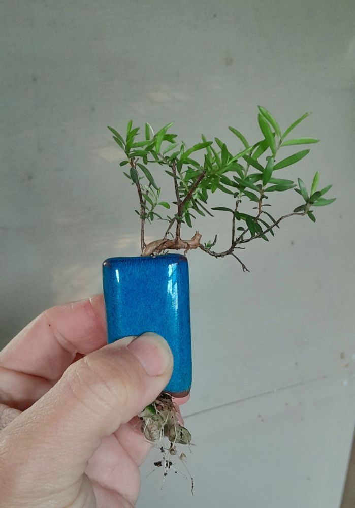 A tiny Kānuka tree in a square tube shaped pot of blue colour. Held by the thumb and fingers of my left. Before Wire was applied.