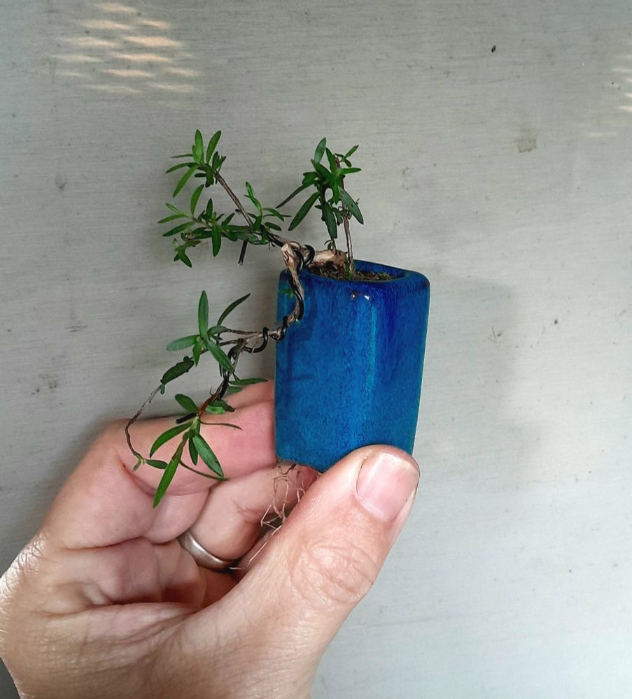 A tiny cascade bonsai Kānuka tree in a square tube shaped pot of blue colour. Held by the thumb and fingers of my left. Wire has been applied to start the cascade style.