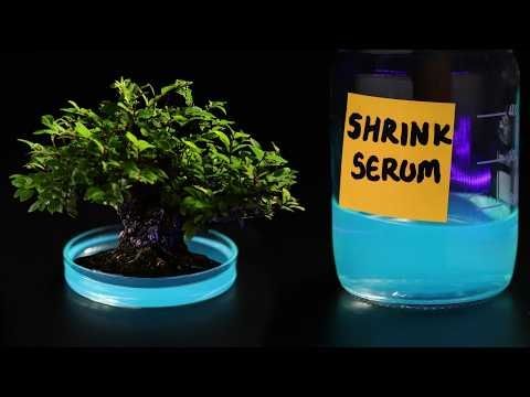 How Bonsai Trees Are REALLY Made