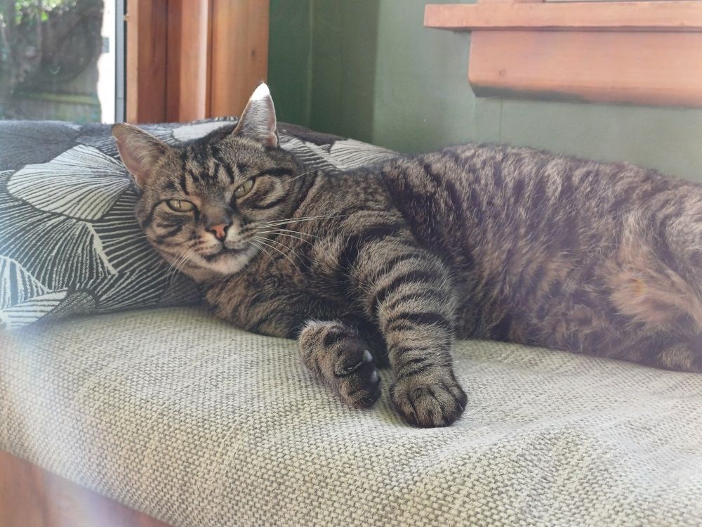 Mosey the cat lounging in our sunroom.