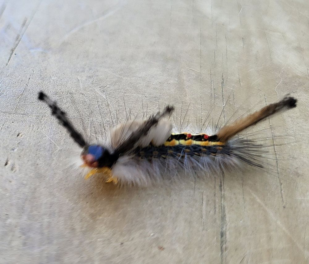A caterpillar with blue eyes, yellow and black body, hairy protrusions, two long antenna by the head and one on the rear end