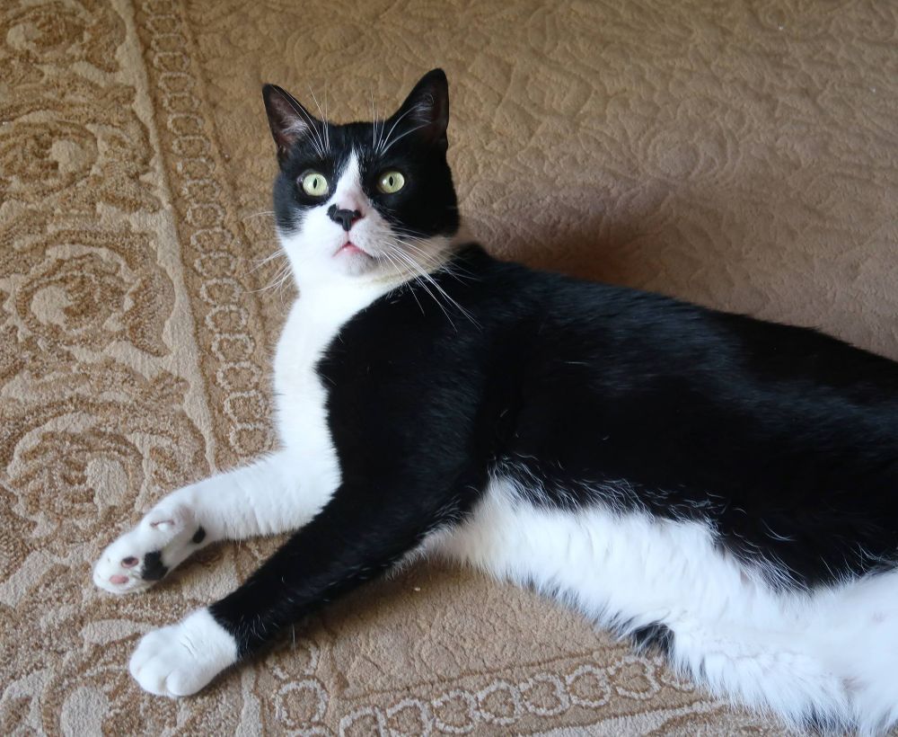 Photo of a Tuxedo cat with a surprised expression.