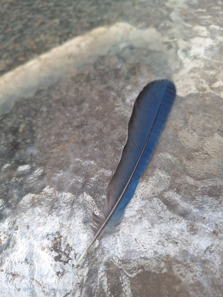 A blue feather on a table.