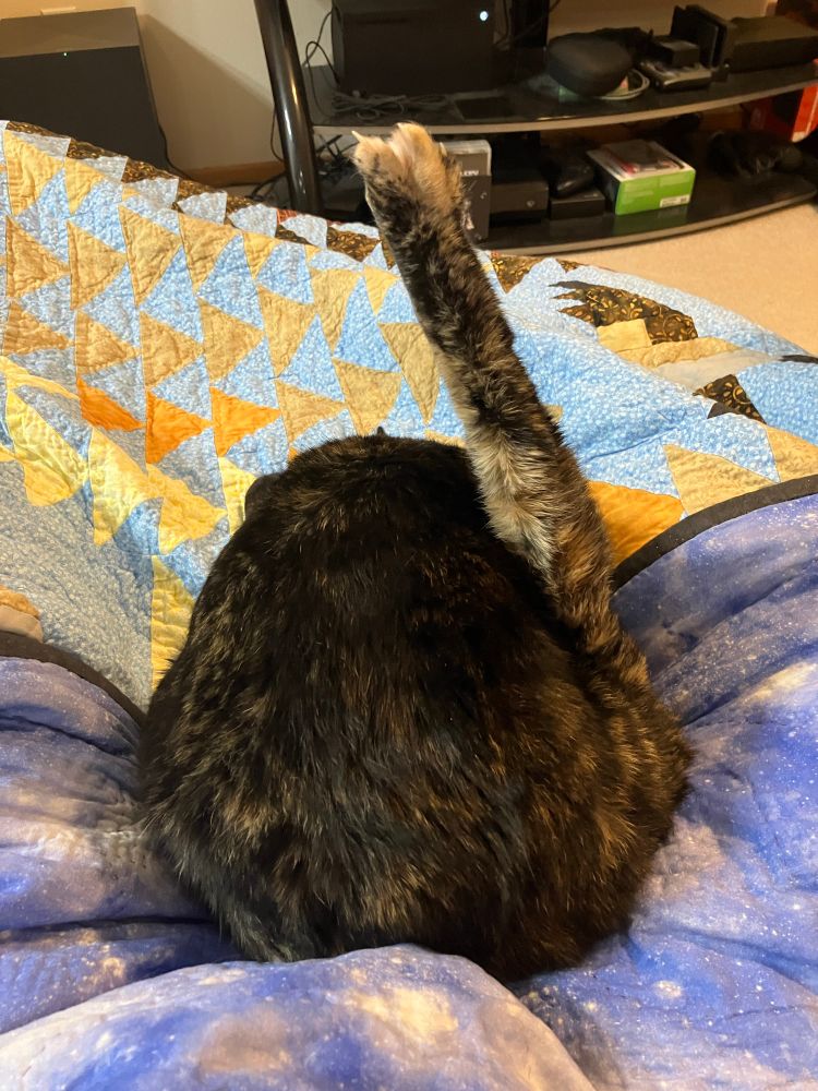 A dark tortoiseshell cat viewed from behind as she gives herself a bath. Her right rear leg is straight up in the air, and she looks vaguely like a shank of Osso Bucco.