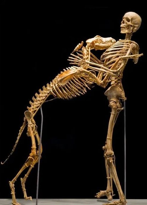 A human skeleton posed as to be embracing an upright dog skeleton. Clearly, they are best friends. 