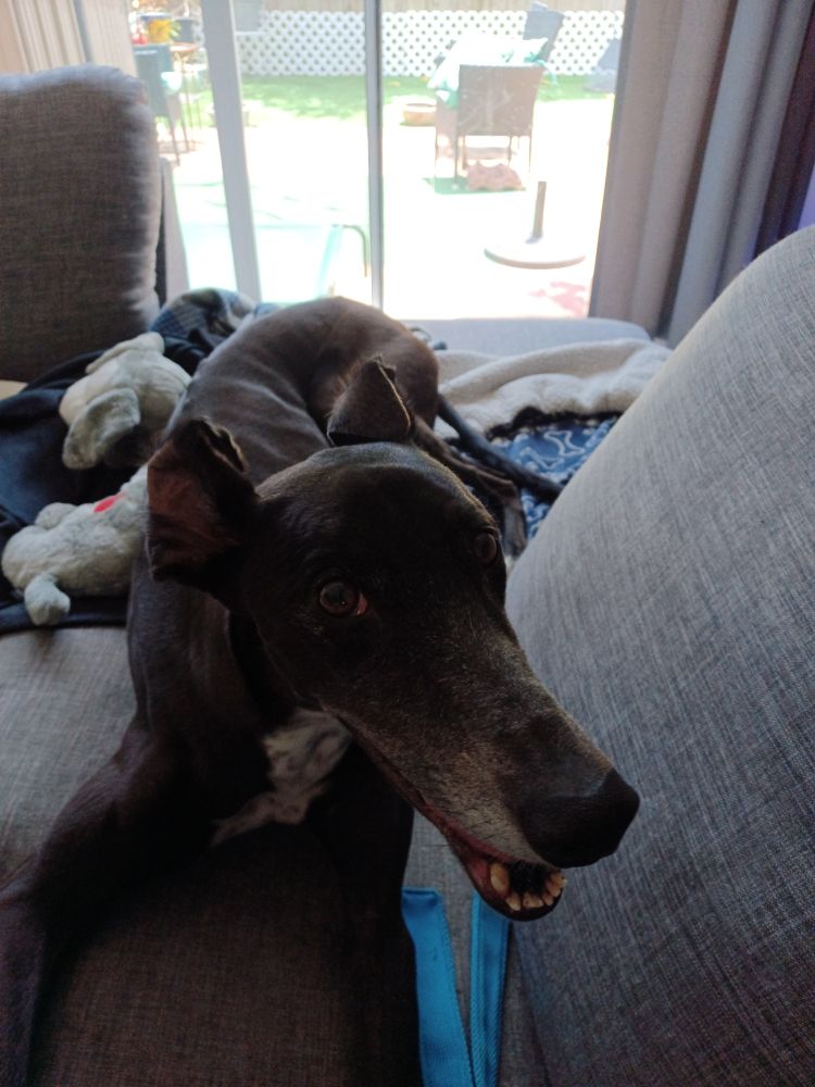 My dog, a black greyhound, mugging for the camera