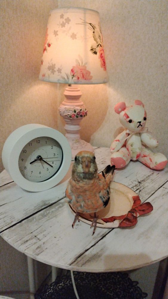 元気になりましたでし。
体重もちょびっと増えましたでし。