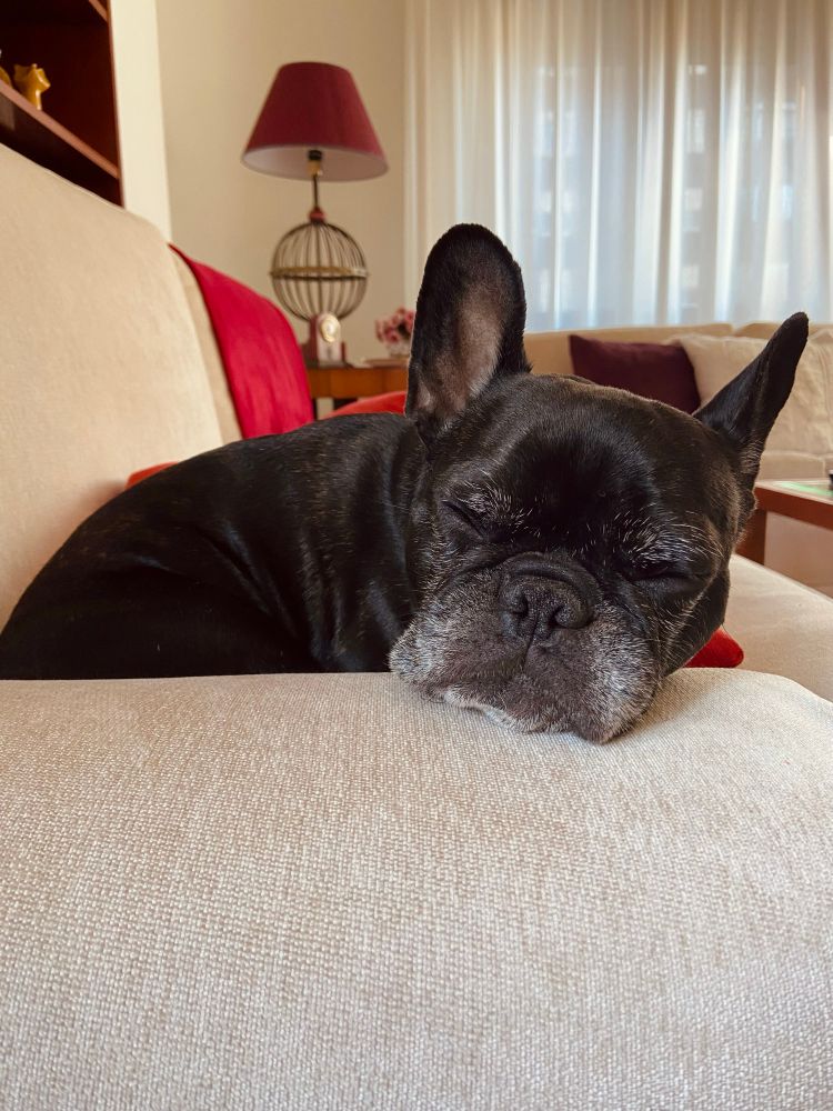 Perro durmiendo sobre sofá.