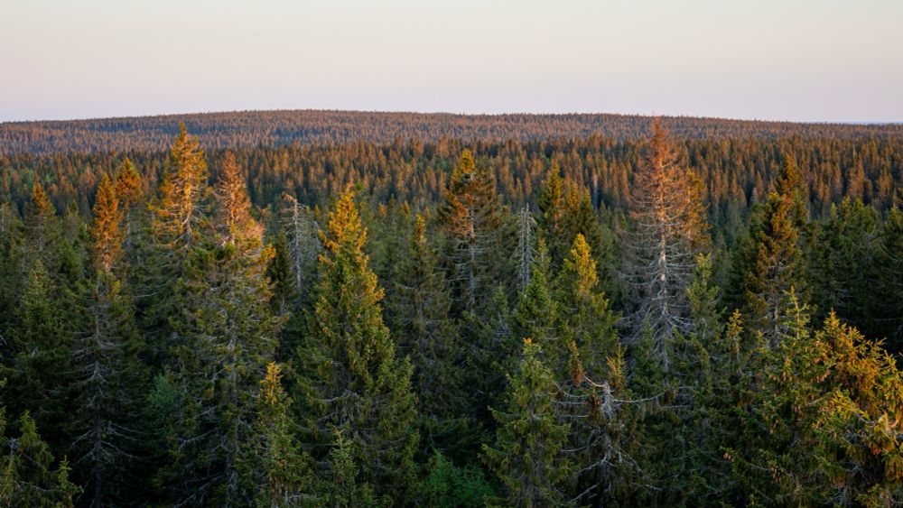 Tutkijavetoomus vanhojen metsien suojelemiseksi - Koneen Säätiö