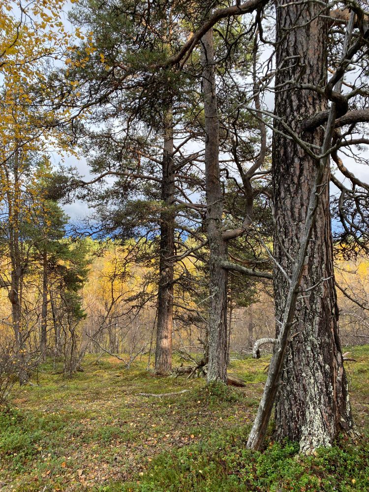 Čakča - Syksy, Ruvvašskáidi 