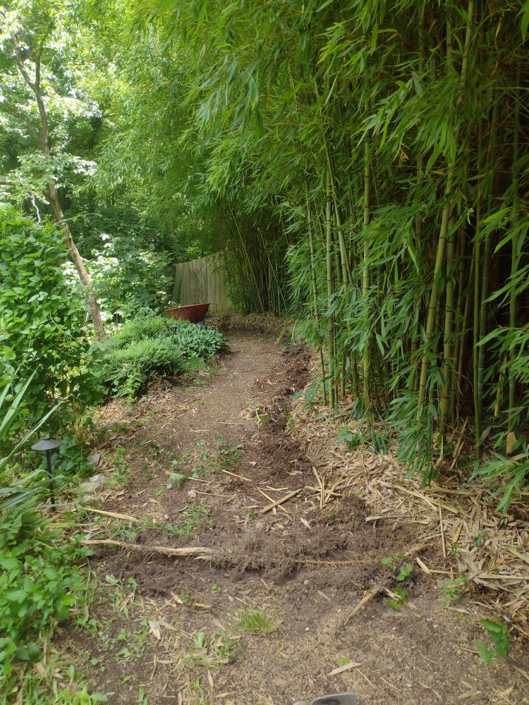 Garden path with trench along edge to keep bamboo from crossing into the garden.