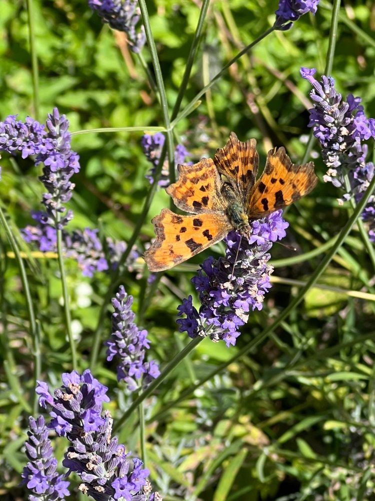 Comma butterfly( brown and orange colouring ) feasting on the lavender. Garden West Sussex 