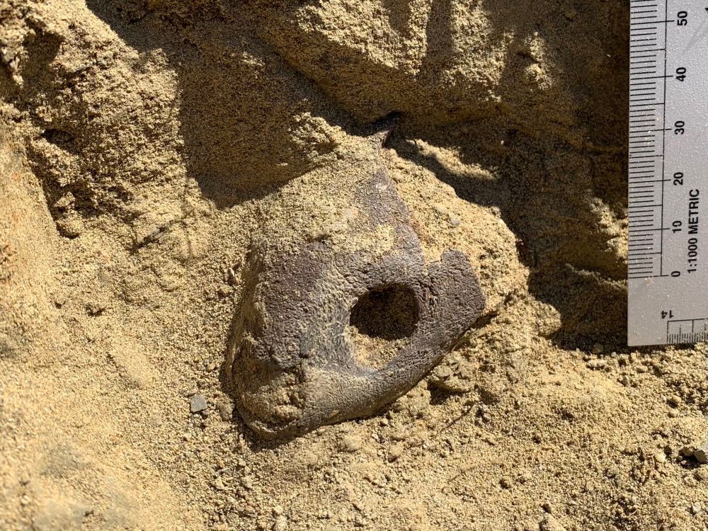 Turtle skull being excavated