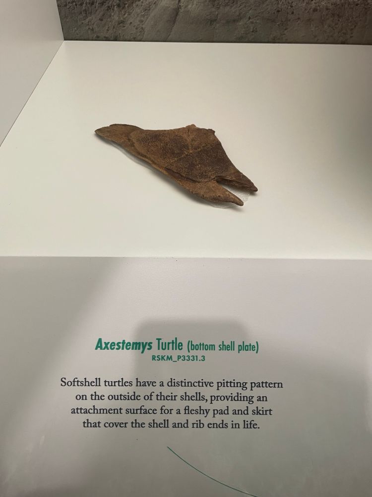 Turtle shell piece on display