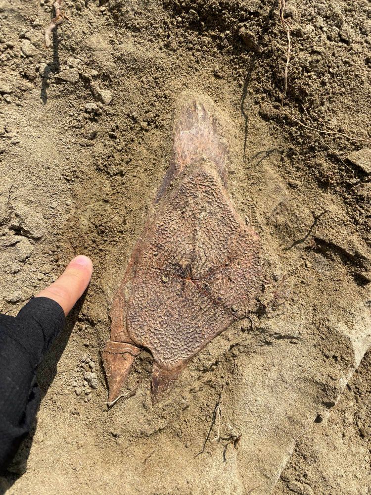 Turtle shell piece being excavated