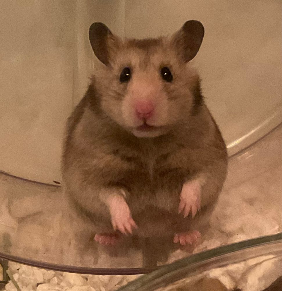 My Syrian hamster called Tanuki 