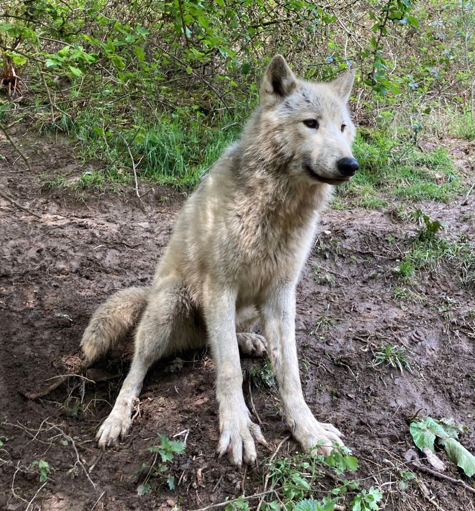 Photo I took of a large white wolf