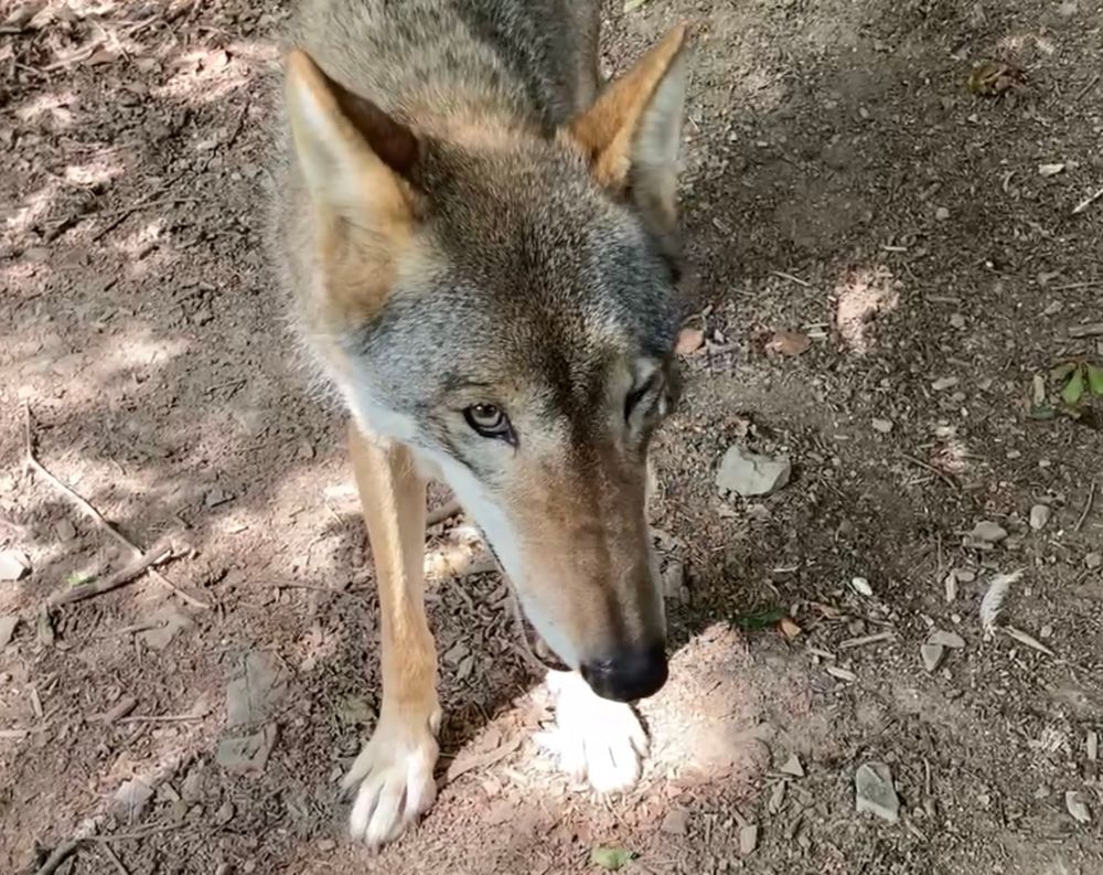 Anja, a European wolf appears to be winking  