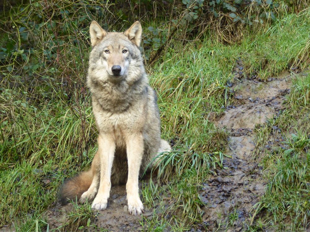 Anja, a European wolf at Wolf Watch UK in her thick winter coat 