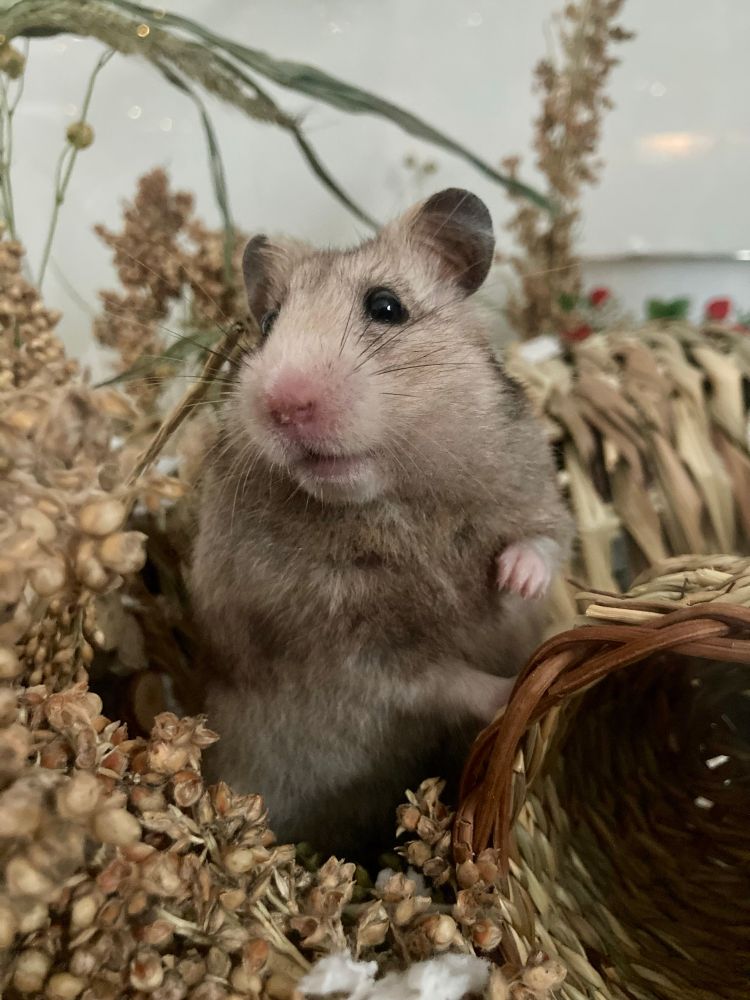 My photo of my female Syrian hamster 