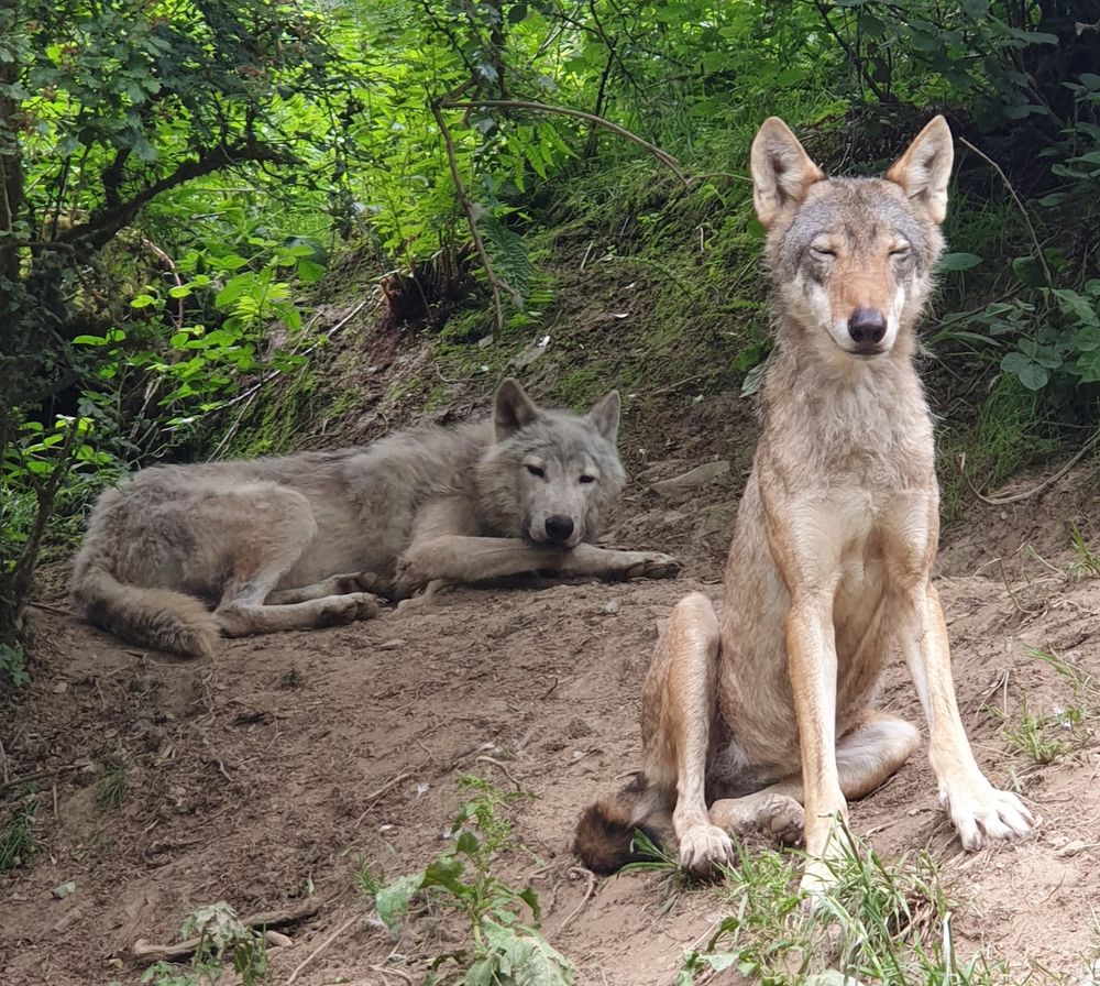 Anja and Bosch at Wolf Watch UK in the summer looking a lot more trim in their summer coat 