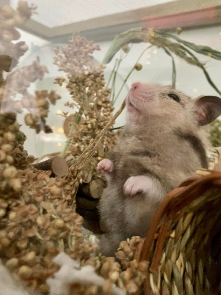My hamster being adorable (female Syrian) 